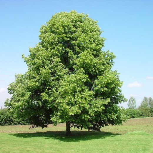 Tilo de hojas pequeñas- Tilia cordata