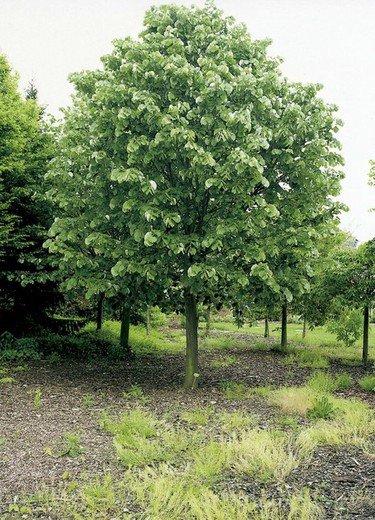 Tilo plateado- Tilia tomentosa