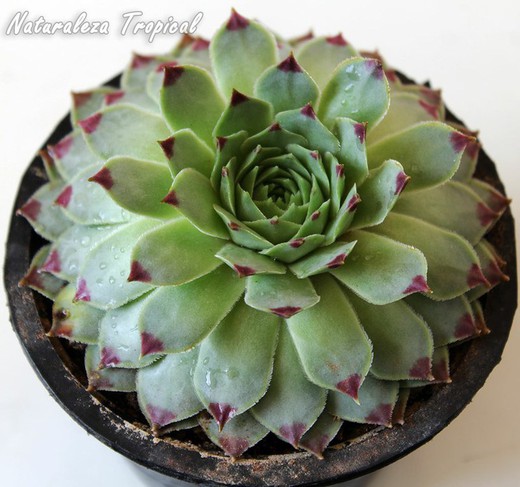 Uña De Mujer - Sempervivum Calcareum M-9cm