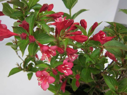 Veigela - Weigela florida Red Prince