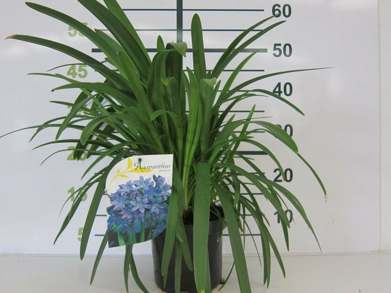 Agapanto - Agapanthus Africanus — Verdify