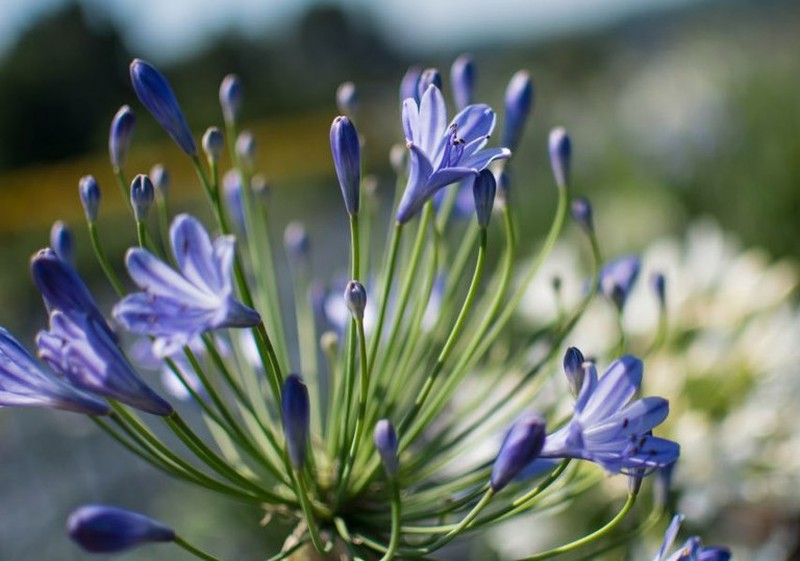 Agapanto - Agapanthus Africanus — Verdify