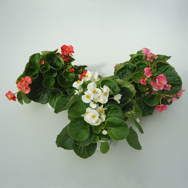 Begonia semperflorens hoja verde — Verdify