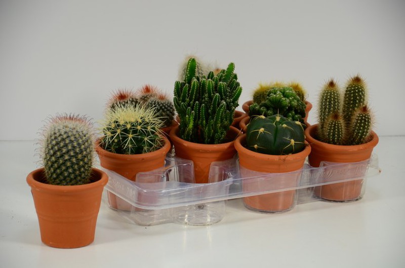 Maceta Cerámica Cactus – El Ceibo Vivero y Florería
