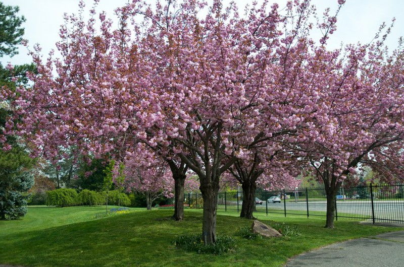Cerezo de flor (Prunus serrulata)