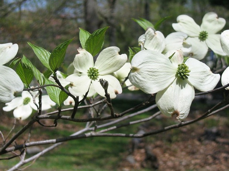 Cornus Florida - Cornejo blanco — Verdify