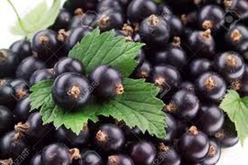 Grosella Negra - Ribes Nigrum Geant de Booskoop — Verdify