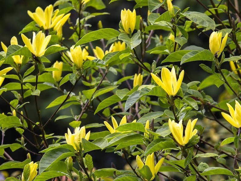 Magnolia de Hoja Caduca - Magnolia Daphne — Verdify