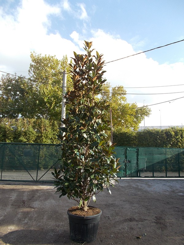 Magnolia Grandiflora - Gallisonensis — Verdify