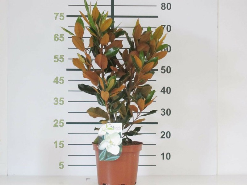 Magnolia grandiflora Little Gem — Verdify