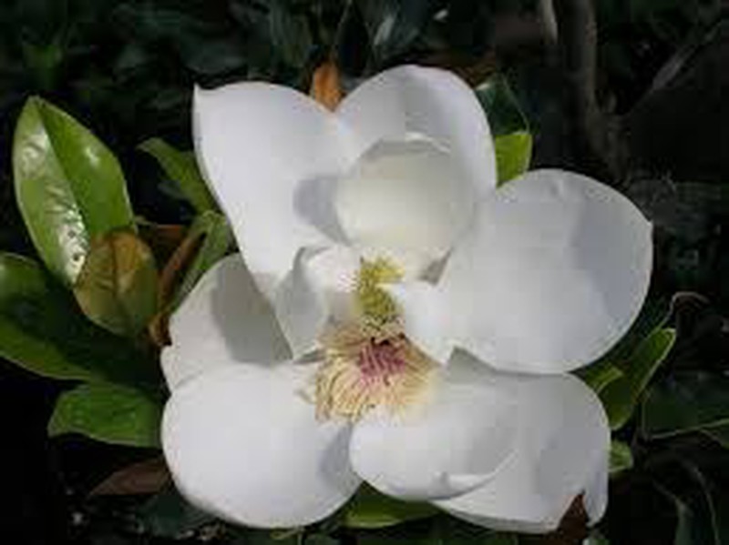 Magnolia grandiflora Little Gem — Verdify