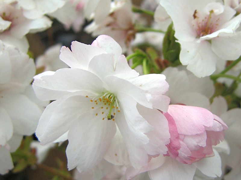 Prunus serrulata живые обои