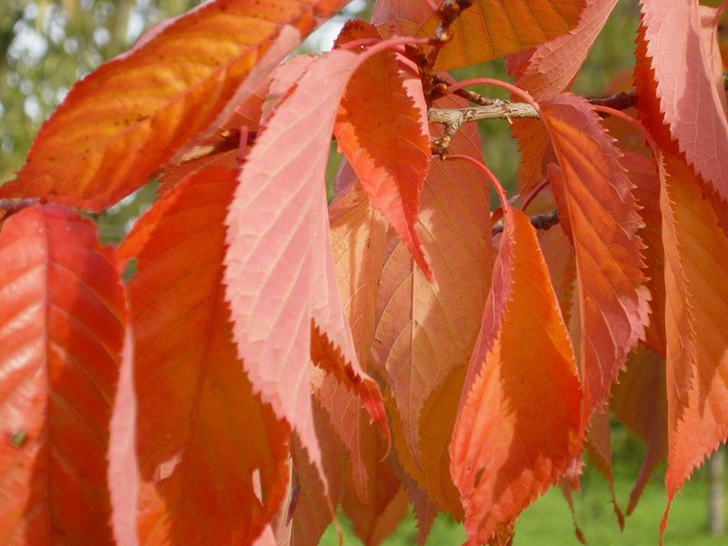 Prunus Serrulata Kanzan - Cerezo Del Japón — Verdify