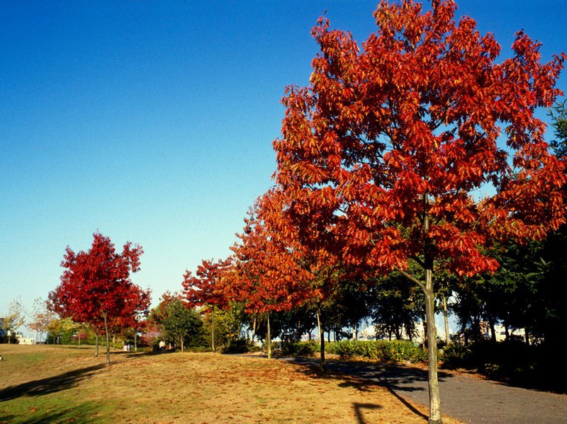 Resultado de imagen para Quercus rubra