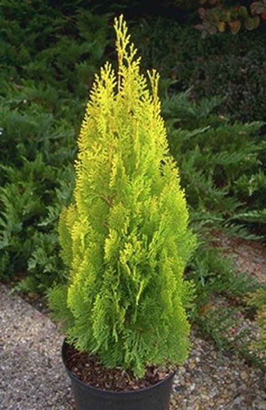 Thuja Orientalis Aurea Nana Árbol de la vida Setos y arbustos de Botanicly Altura: 35 cm 
